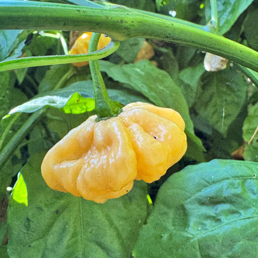 Goat Brains - Seeds - The Pepper Pantry (Formerly Marie Sharp's)